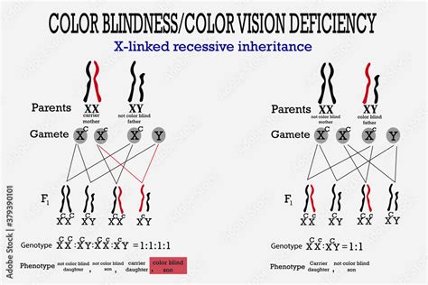 xnxn|Redgreen color blindness is a sexlinked recessive trait in humans。